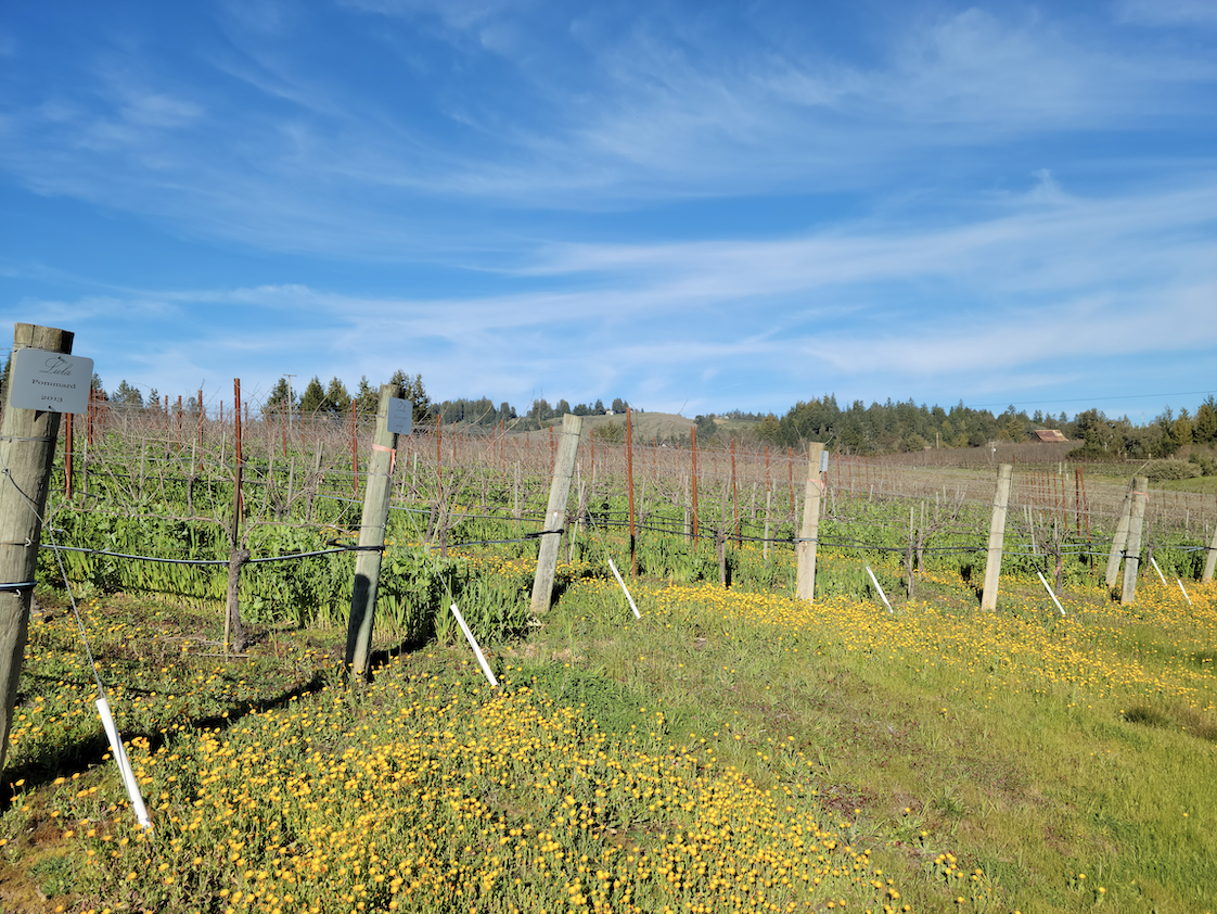 Springtime in the Vineyards